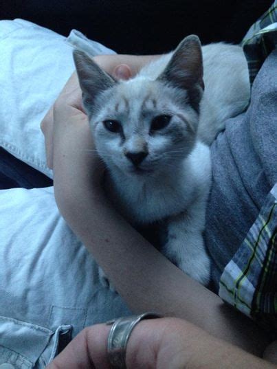 Find cute cat names, common cat names, read what others are naming their cats and much more! Found Cat Siamese in MIDDLEFIELD, CT - Lost My Kitty ...
