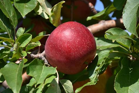 See more ideas about fruit trees, plants, apple varieties. Haralred Apple (Malus 'Haralred') in Denver Centennial ...