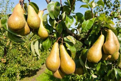 E' una varietà tipica delle marche, esattamente del territorio di serrungarina. 35 migliori varietà di pere: estate, autunno e inverno ...