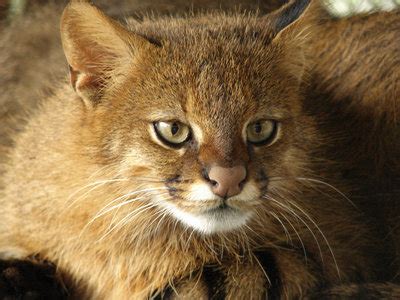 Oncifelis colocolo, gatto delle pampas (it); Leopardus colocolo