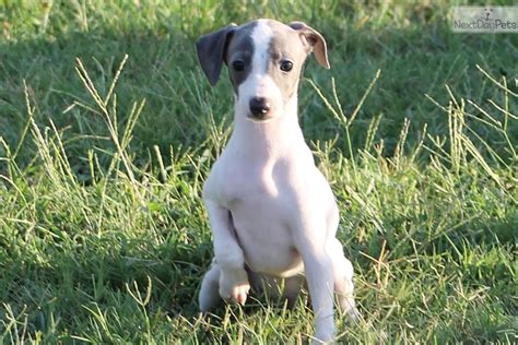 Greyhound rewards has had a facelift. Italian Greyhound puppy for sale near Dallas / Fort Worth, Texas. | 7e8ed22c-a951