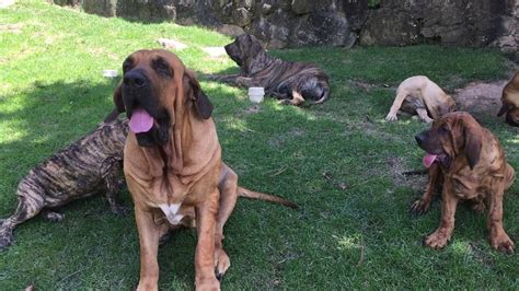 While it is not as smart as the german shepherd or as aggressive as the doberman pinscher. Fila Brasileiro Canil Sumauma - YouTube