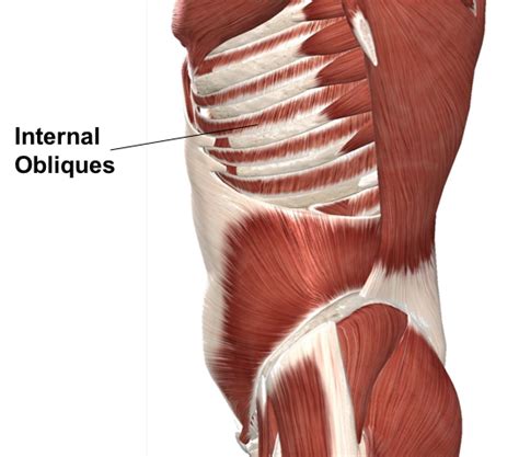 Maybe you would like to learn more about one of these? Rib Cage Muscles And Tendons / Anatomy Of The Sinew ...