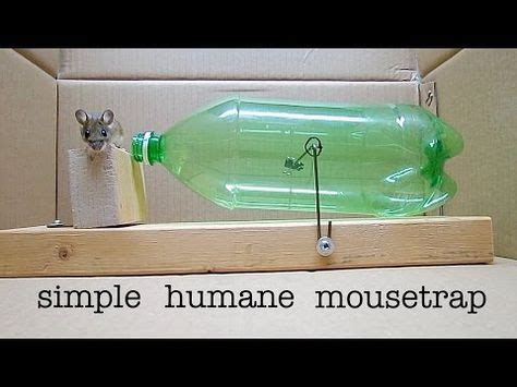 Mouse trap homemade | amazing working mouse trap make of plastic bottle #mousetrap. How to Build a Simple, Humane Mouse Trap Out of an Old ...