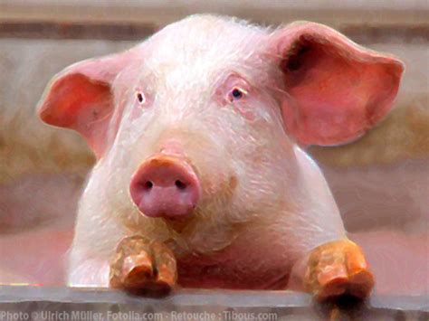 Regarde extra zoophilie avec une salope qui tringle avec un gorille sur luxuretv. Une vraie tête de cochon | Le Club de Mediapart