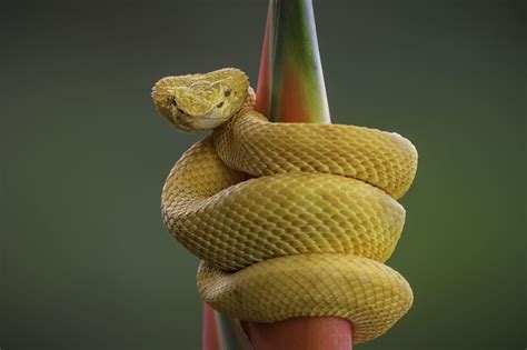 Maybe you would like to learn more about one of these? Eyelash Pit Viper by Daniel Parent on 500px