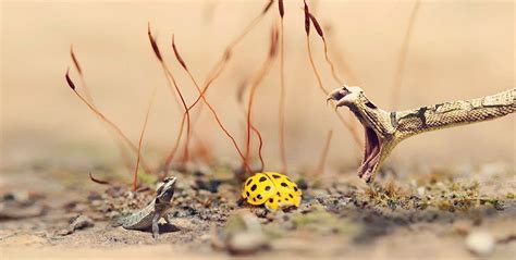 The jumping cholla cactus (opuntia fulgida) gets its name from spiny segments that detach so easily they seem to attack anyone near them. 1-6 Is the Desert Dangerous? | Smrt English