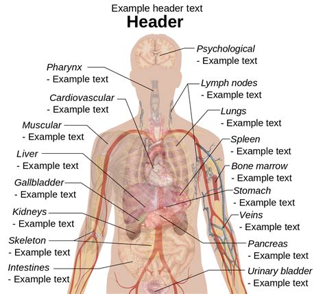 These virtual anatomy tours make it easier for medical students and everyone else. Human body diagrams - Wikimedia Commons