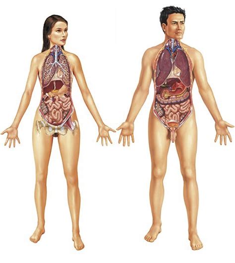 Endocrine system human anatomy isolated body vector. Knowing our body