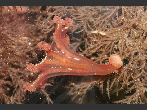 Lucernariopsis campanulata jessica heard, the marine life information network for britain and ireland (marlin), 03/09/2007, accessed 10/22/08. Calvadosia campanulata (Lamouroux, 1815) - A Stalked ...