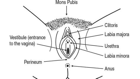 An ingrown hair cyst starts out as a small, red bump. Ingrown Hair on Vagina, Labia, Pictures,Bump, Symptoms ...