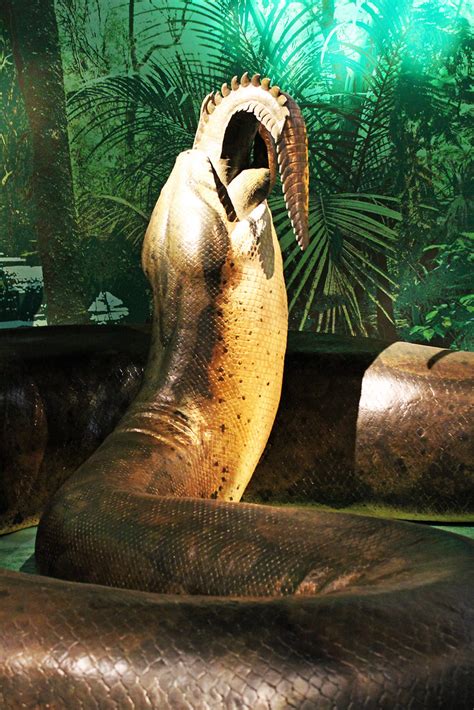 Titanoboa is an extinct genus of very large snakes that lived in what is now la guajira in northeastern colombia. Titanoboa 2 | The "Titanoboa: Monster Snake" exhibit at ...