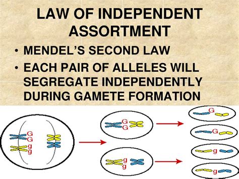 The inheritance of dihybrid traits can be calculated according to the • calculation of the predicted genotypic and phenotypic ratio of offspring of dihybrid crosses involving unlinked. PPT - MENDEL AND THE GENE IDEA PowerPoint Presentation ...
