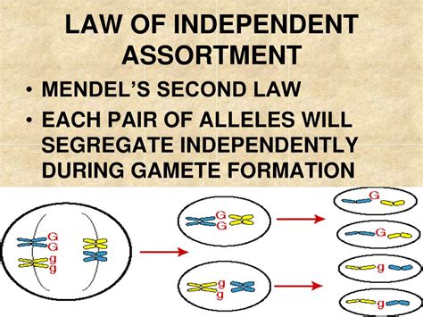 A) a monohybrid cross involves a single parent, whereas a dihybrid cross involves two parents. PPT - MENDEL AND THE GENE IDEA PowerPoint Presentation ...