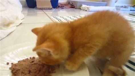 Adorable & Cute Orange Foster Kitten Eating His Wet Food ...