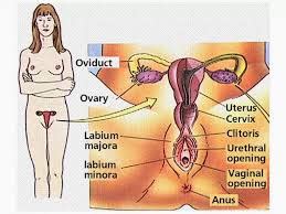 An edition of perempuan tanpa lubang (2005). Sistem Alat reproduksi pada manusia baik pria dan wanita ...