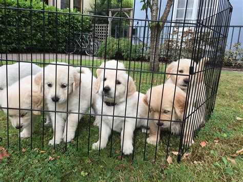 These loyal, sociable dogs are excellent with developed in the 1860s to be swimmers & retrievers, these pups love doing both of those things! Puppies for Sale in Eugene, OR 97401 - Baby Golden Retrievers for Sale
