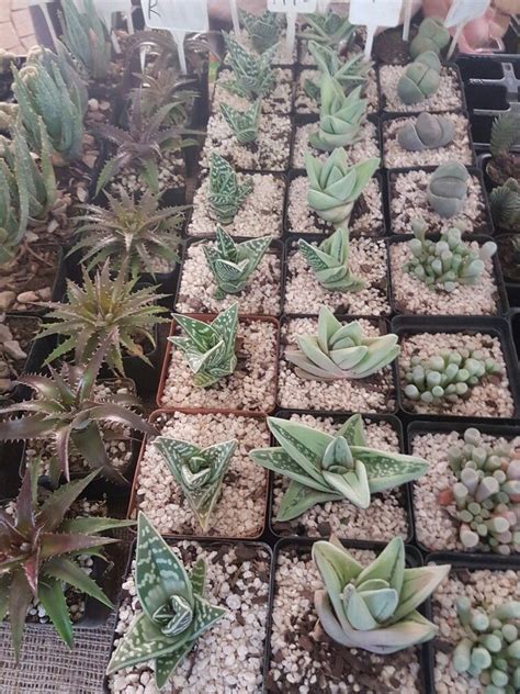 & chatfield farms are open! JHB Botanical Garden Succulent show March 2017 ...