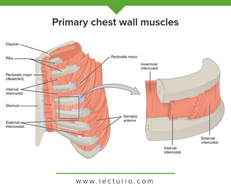 The chest anatomy includes the pectoralis major, pectoralis minor and the serratus anterior. Chest Muscle Anatomy Diagram : Diagram Frog Chest Diagram ...