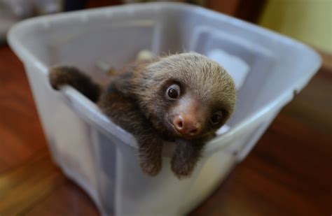 A typically gregarious and unreserved person who enjoys and seeks out social interaction. Sloth sanctuary raises awareness — slowly — about the ...