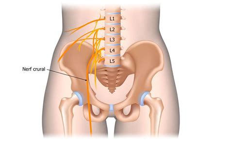 Le nerf fémoral, également appelé nerf crural, est issu des racines des vertèbres lombaires 2, 3 et 4 de la colonne vertébrale. Cruralgie et thérapie magnétique - Thérapie Magnétique