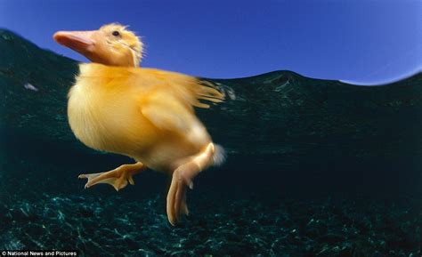 They are not terribly fussy and will consume virtually any small creature they can catch. The beauty and terror of marine life: Stunning underwater ...