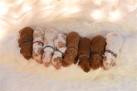 Golden retriever in carlow €2,200 beautiful golden retriever pups irish kennel club registered and 3 generation cert for pups. Red Golden Retriever Puppies For Sale In Iowa - Bmo Show