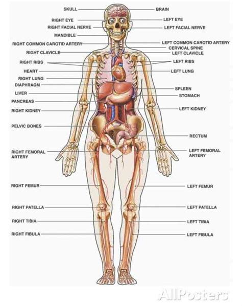 An organ is a collection of tissues that function in a particular manner. Body abr while externally the human body is symmetrical ...