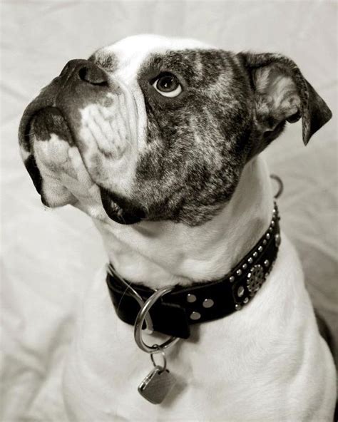 Very loyal to are family and is a great gard dog. American Bulldogs - Jemm's Kennel - American Bulldog ...