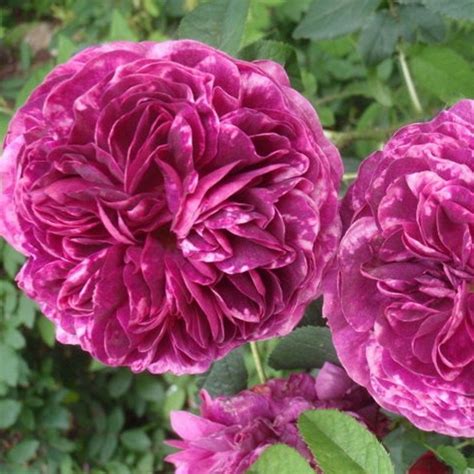 De roos geeft grote, weelderige wijnrode bloemen die zeer uniek van vorm zijn. Rosier 'CHARLES DE MILLS' - Rosa 'CHARLES DE MILLS' chez ...