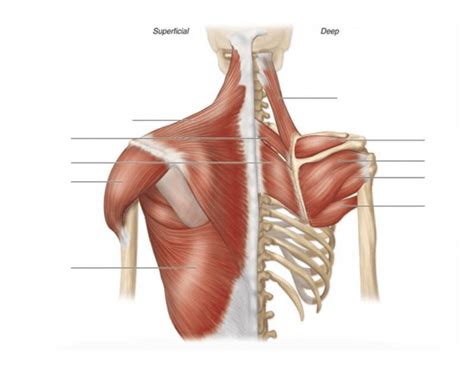 As the name suggests, they are the most superficially located of. superficial and deep muscles of the upper torso 2