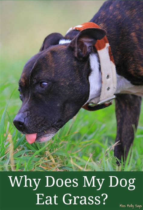 We'll discover whether dogs can eat grass, why they eat grass in the first place and whether eating grass is a sign of a health problem. Why does my dog eat grass? - Miss Molly Says