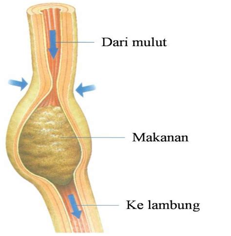 Gambar anatomi dari organ pencernaan manusia satu ini beserta bagian bagiannya dapat dilihat pada gambar di atas. Sistem Pencernaan Makanan-Proses Pencernaan Makanan Pada Manusia - Biologine Pak Mycunk
