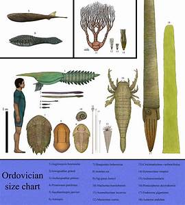 History Size Chart Ordovician By Dragonthunders On Deviantart