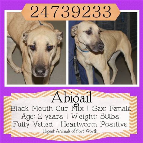 This facility is open today from 9:00 am to 9:00 pm. Current Urgent Animals - Urgent Animals at Fort Worth ...