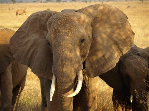 Police said there was a shootout between two cars right outside nationals park and three people were shot. Elephant shooting reported at South Africa's Kruger ...