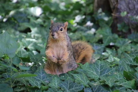 Sure they chew wires but birds destroy the house in a second! Squirrels on a Hot Day in Ann Arbor at the University of M… | Flickr