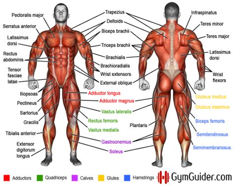 Body and inferior ramus of pubis. Why You Should Learn Muscle Names | Human muscle anatomy ...