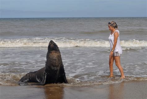 Argentina beach resorts offer comfort fit for a king, and why not enjoy the fruits of your labor in style. 7 Gorgeous Beaches In Argentina To Explore | TraveltourXP.com