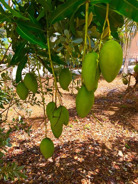 Mango Tree Florida - Forum: Mango Trees Flowering In June - Angie mango is a dwarfing mango tree 