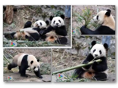 Nutritional analyses were conducted on six local bamboo species which were fed to both pandas. From Where I am.........Kuala Lumpur: Giant Pandas in ...