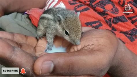 You can buy goat milk at most grocery stores. squirrel Feeding baby...... Anil feeding - YouTube