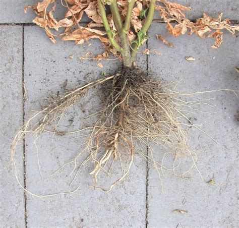 But some species have taproot system which has larger thicker roots penetrating into the ground. How Deep Do Tomato Roots Grow? The Definitive Guide ...