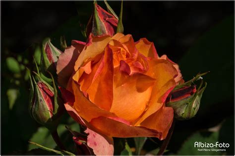 Browse the user profile and get inspired. Rose aus unserem Garten Foto & Bild | pflanzen, pilze ...