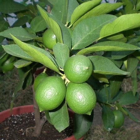 Persian lime tree citrus latifolia. USDA Organic Persian 'Bearss' Lime Trees for Sale ...