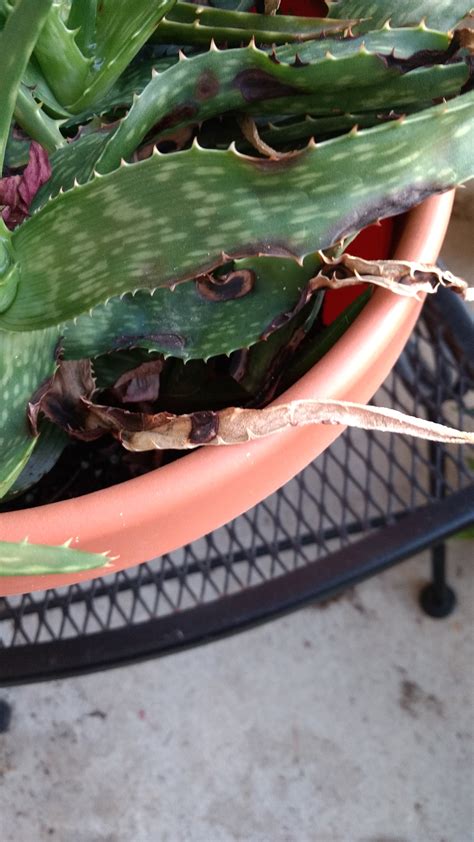 This means that it can only be cultivated as a container plant or houseplant. Aloe vera | Brown spots on aloe vera plant.