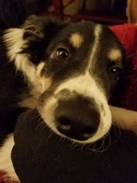 Fakeagent84 streams live on twitch! Pin on Dogs