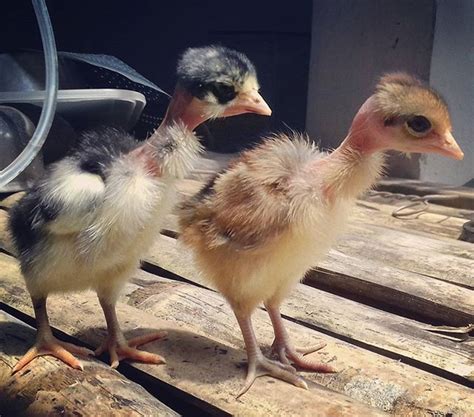 Jenis ini umumnya mempunyai bulu tipis lawinya ayam betina,termasuk juga bulu ekornya yang. √ Kelebihan dan Ciri-ciri Fisik Ayam Bangkok Saigon Super