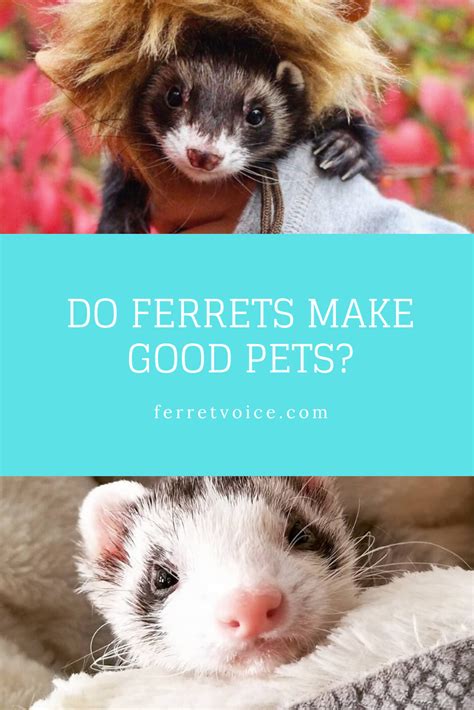 If you arethinking of getting a ferret, plan to supervise him whenever he is out of his cage; 10 Reasons Ferrets Make The Best Pets | Ferret, Pet ferret ...