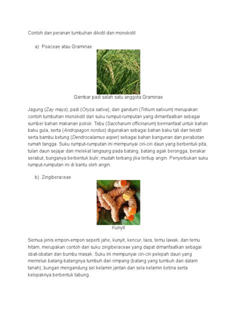 Berikut ini terdapat beberapa contoh tumbuhan dikotil, antara lain: Contoh Dan Peranan Tumbuhan Dikotil Dan Monokotil